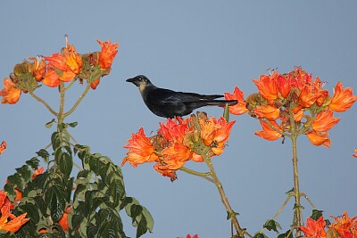 Corvo del Sinaloa jigsaw puzzle