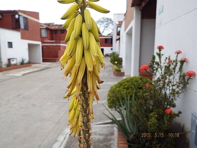 פאזל של FLOWERS