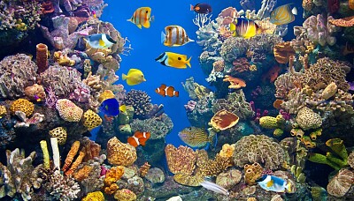 פאזל של ecosistema marino