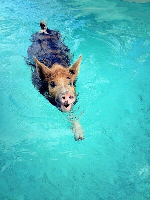 Aquatic pork