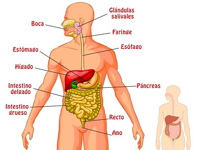 Arma el rompecabezas