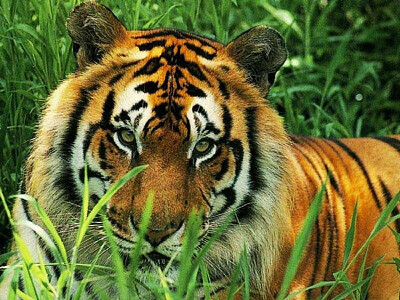 tigre jigsaw puzzle