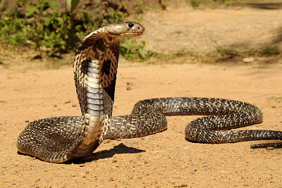 פאזל של Cobra