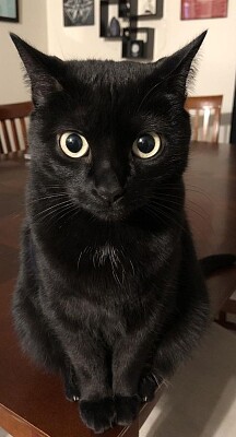 gata