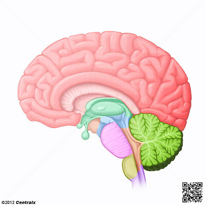 neuro