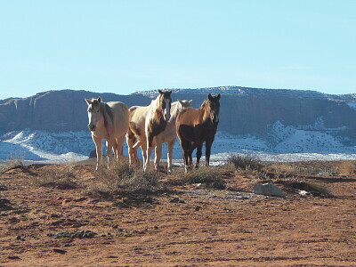 horses