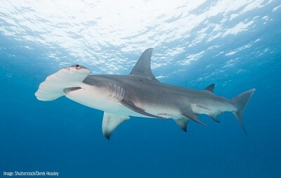 פאזל של shark