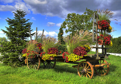 Petunias - Francia