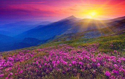 Fleurs en montagne