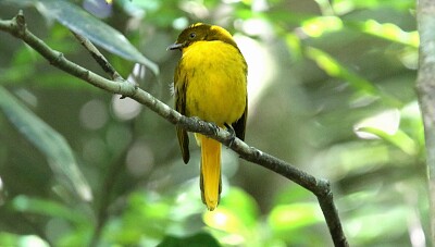 Uccello giardiniere dorato
