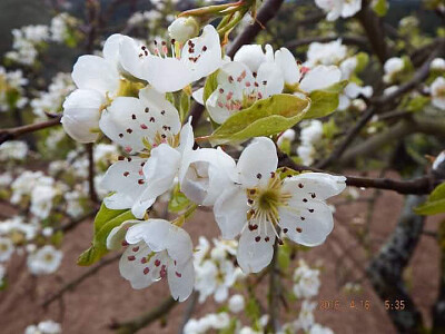 פאזל של FLOWERS