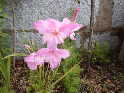 פאזל של FLOWERS