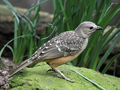 Uccello giardiniere petto fulvo