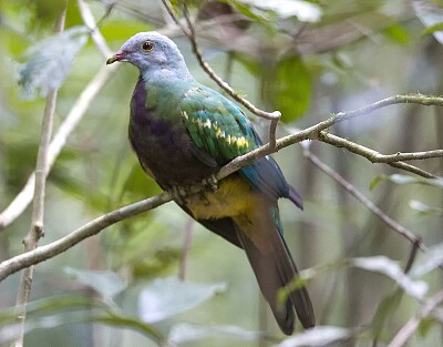 Colomba frugivora magnifica