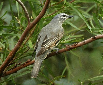 Coracina cicala