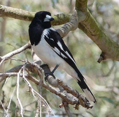 Uccello beccaio bianconero