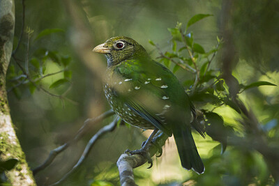 Uccello gatto verde