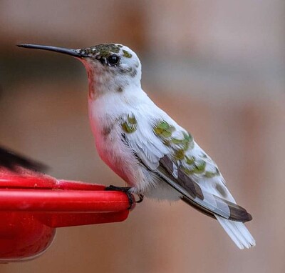 pajaro