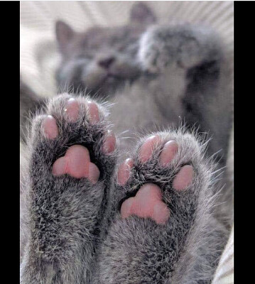 gato gris