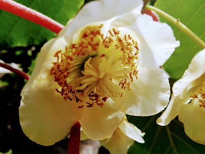 FLOWERS