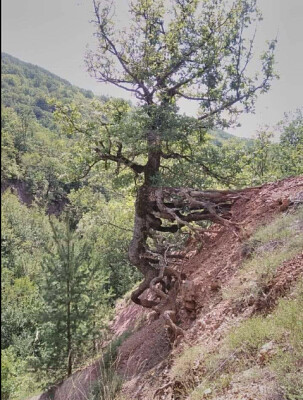 פאזל של arbol