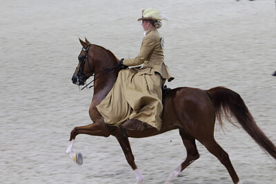 Arabian Side-Saddle