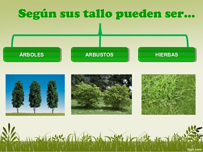 Plantas - clasificación jigsaw puzzle