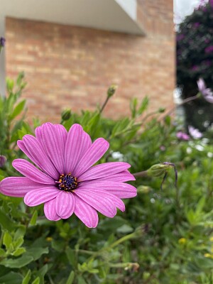 פאזל של Naturaleza y Ciudad - Antejardines Tunja