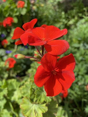 Naturaleza y Ciudad - Antejardines Tunja