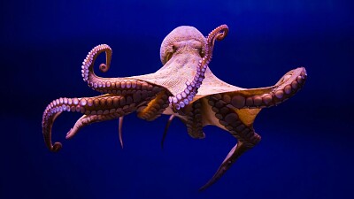 WHAT IS THIS ANIMAL?