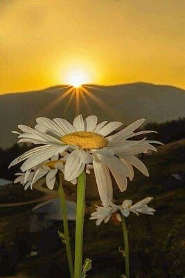 flor atardecer