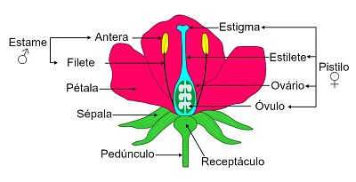 פאזל של partes da flor