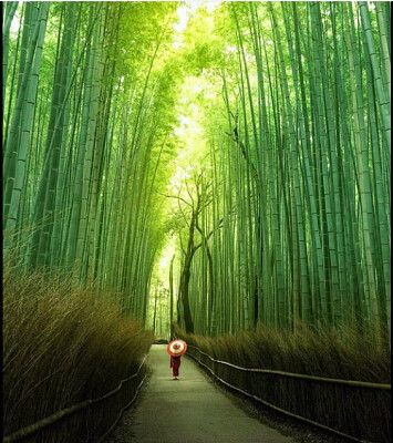פאזל של bambu