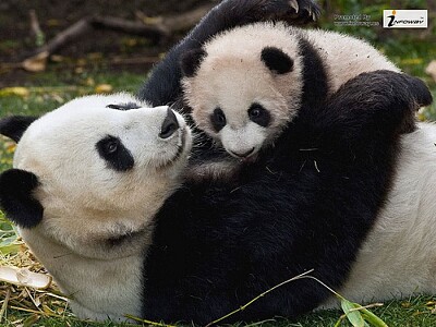 panda jigsaw puzzle