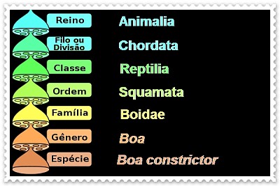 níveis de organização