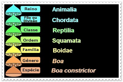 níveis de organização