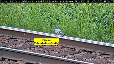  "Pigeon On The Rails "  OKC jigsaw puzzle