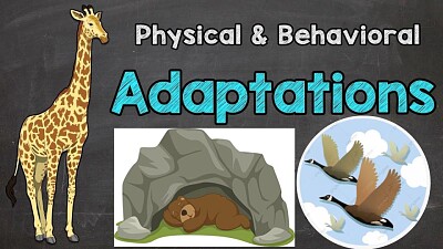 פאזל של Animals adaptation