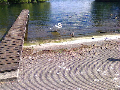 Auvernier petits cygnes