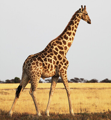 GIRAFA