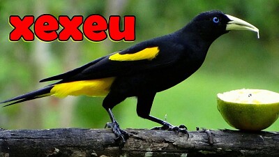 XEXEU AVE