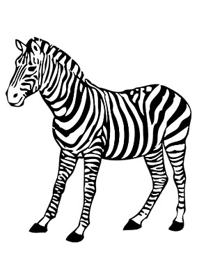 ZEBRA jigsaw puzzle