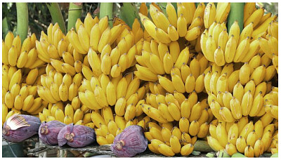 augue bananero jigsaw puzzle