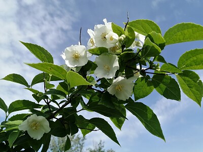 פאזל של philadelphus