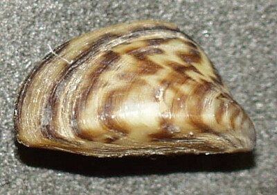 Cozza zebrata