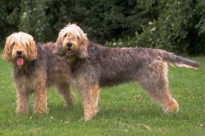 Otterhound jigsaw puzzle