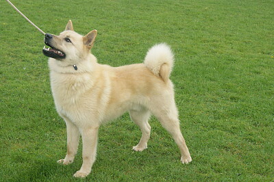 Hallefors elkhound