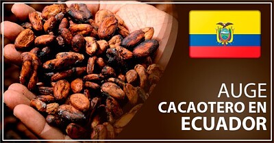 Boom cacaotero