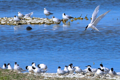 פאזל של Bord de mer