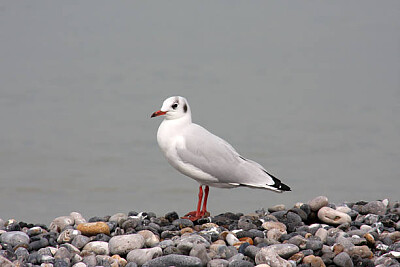 פאזל של Mouette